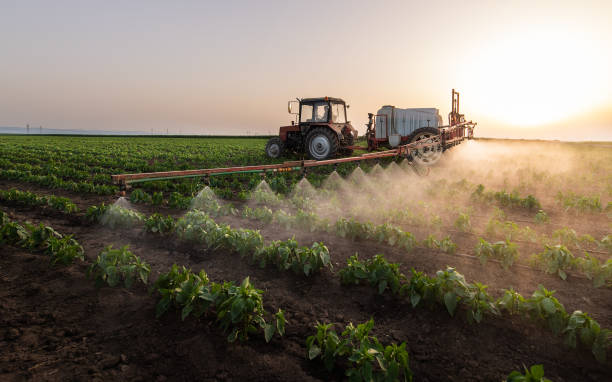 Best Local Pest Control Services  in Yuma, AZ
