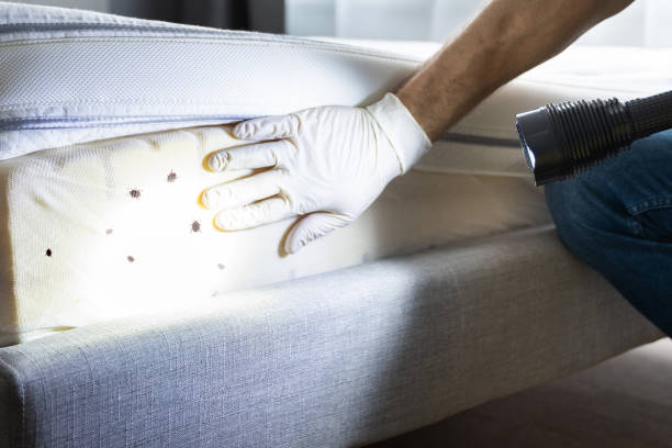 Best Affordable Pest Control Services  in Yuma, AZ