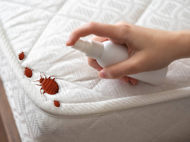 Best Commercial Pest Control Services  in Yuma, AZ