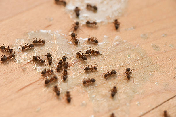 Trusted Yuma, AZ Pest Control Experts