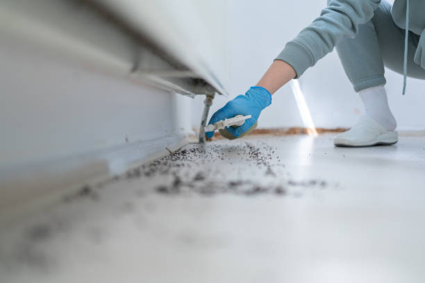 Best Flea Control Services  in Yuma, AZ