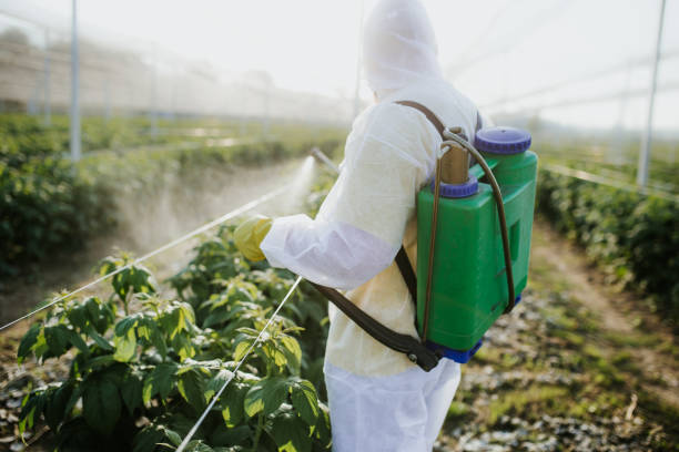 Best Rat Extermination Near Me  in Yuma, AZ